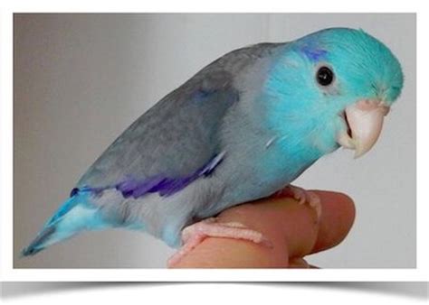 Exotic birds for sale, pet birds for sale, parakeets, parrots, amazons, canaries, cockatoos,cockatiels, conures, finches,lovebirds,macaws and more. . Live birds for sale near me